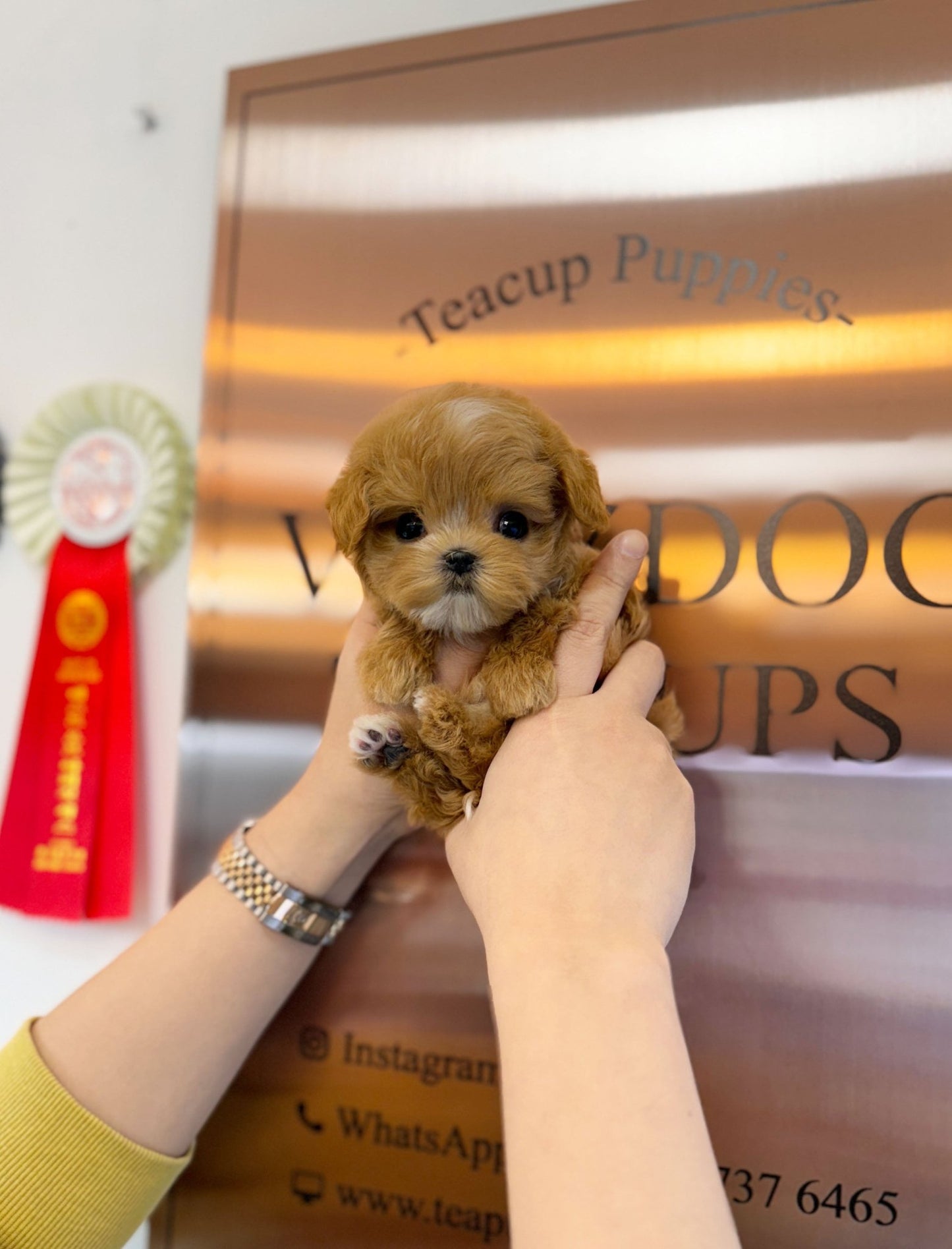 Maltipoo - Tongky(Male) - Beautiful puppy teacup puppy with adorable features available for adoption from Velydog