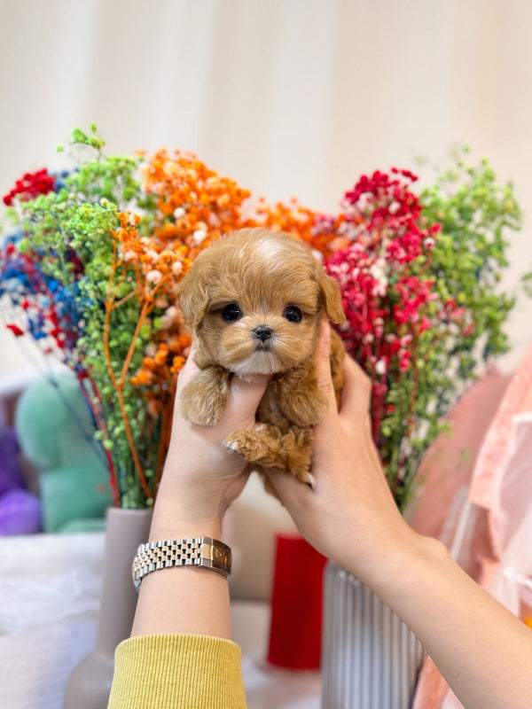 Maltipoo - Tongky(Male) - Beautiful puppy teacup puppy with adorable features available for adoption from Velydog