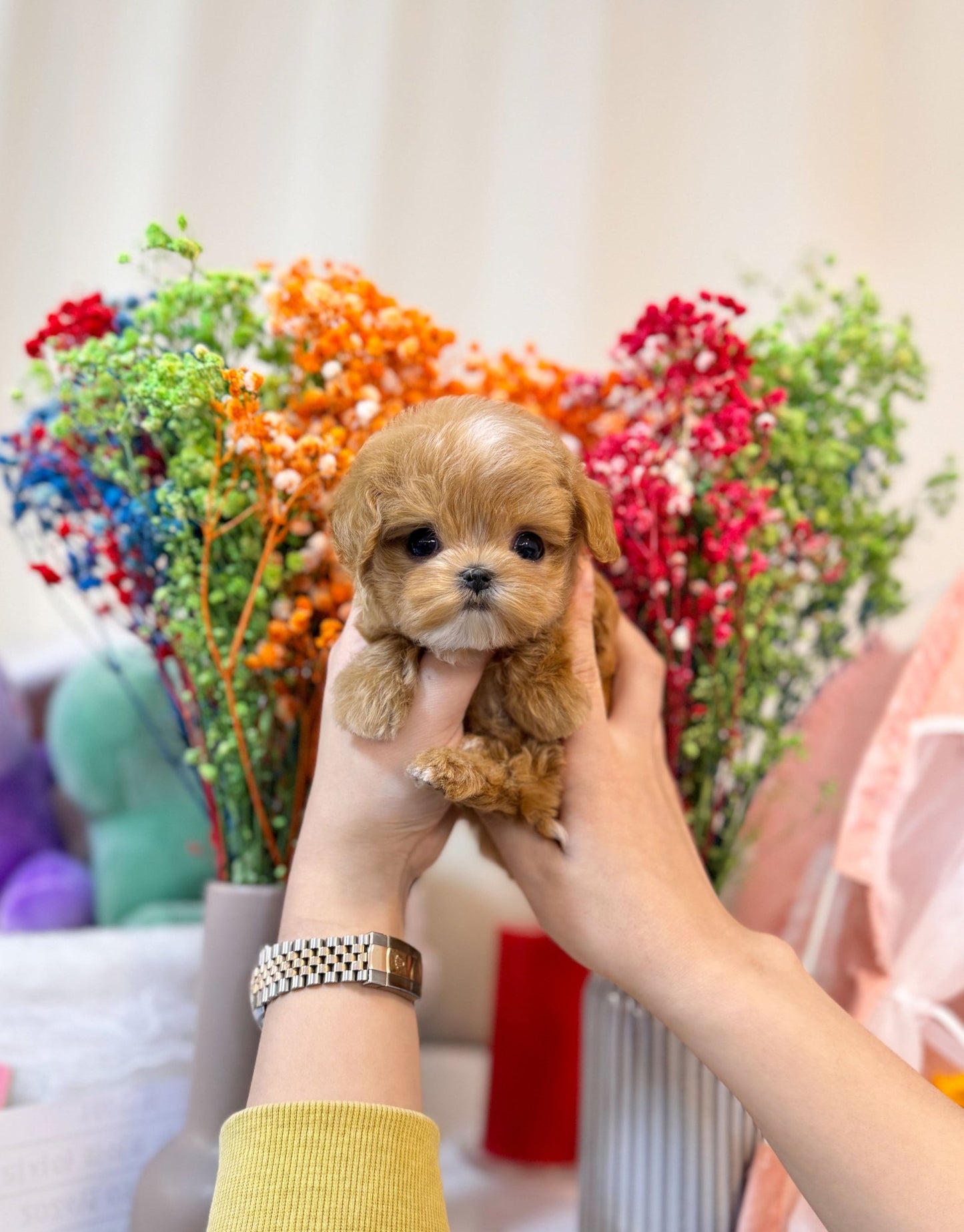 Maltipoo - Tongky(Male) - Beautiful puppy teacup puppy with adorable features available for adoption from Velydog