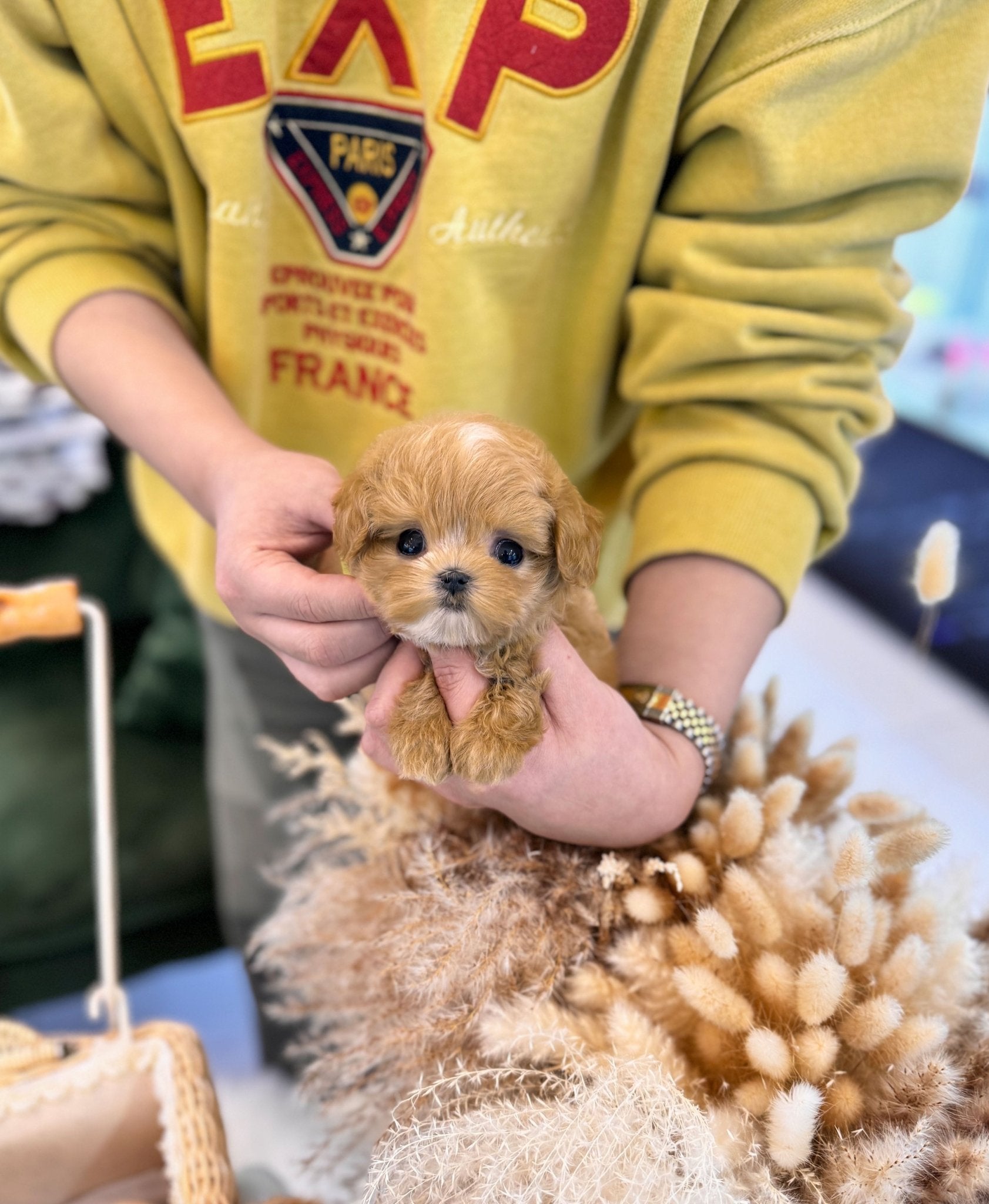 Maltipoo - Tongky(Male) - Beautiful puppy teacup puppy with adorable features available for adoption from Velydog