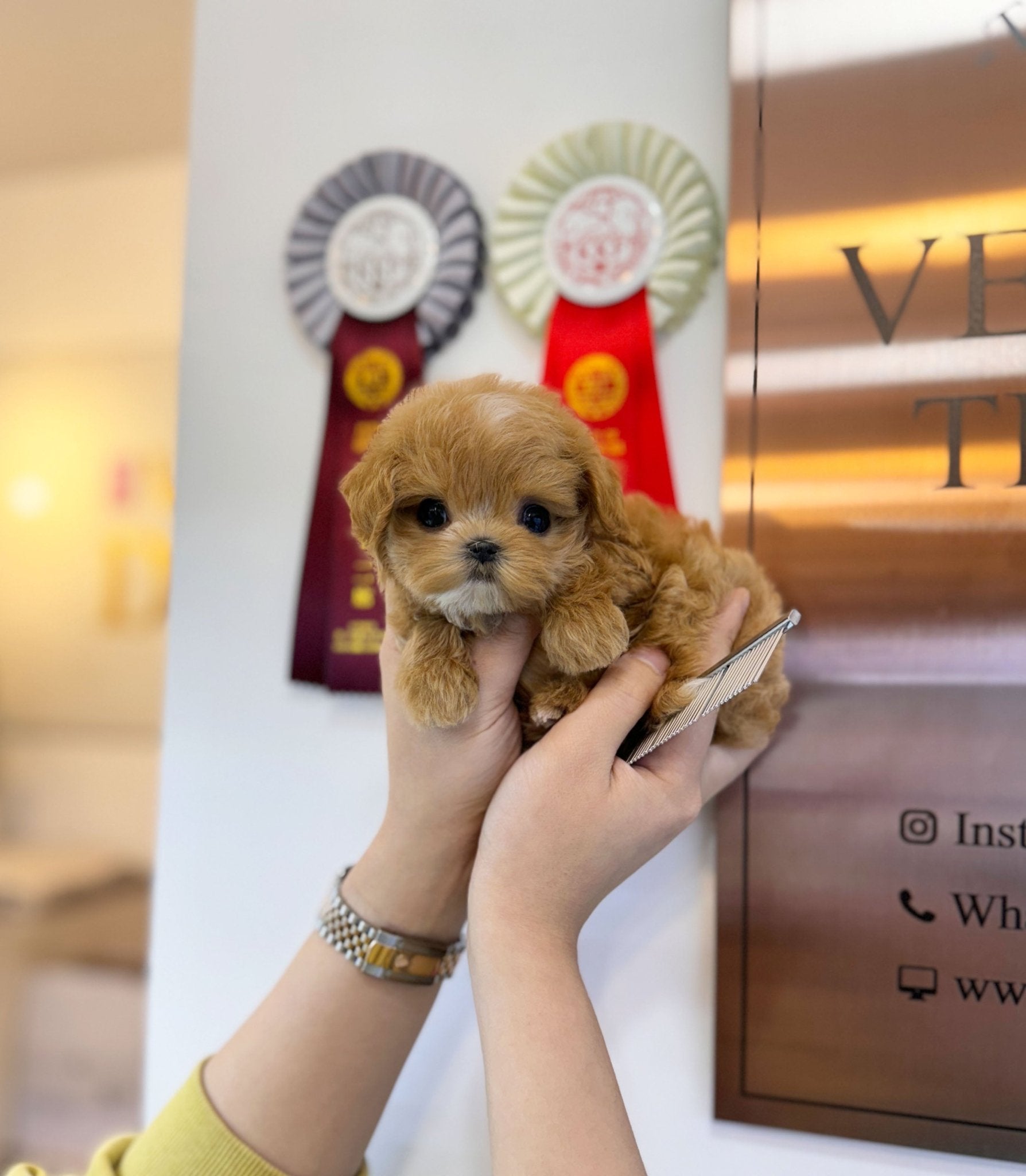 Maltipoo - Tongky(Male) - Beautiful puppy teacup puppy with adorable features available for adoption from Velydog