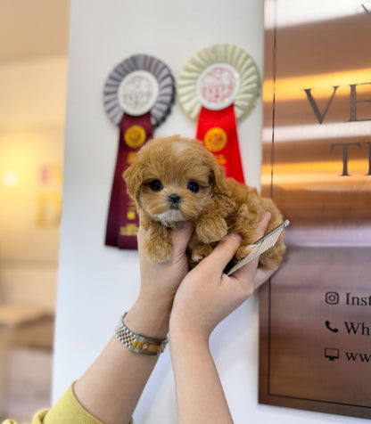 Maltipoo - Tongky(Male) - Beautiful puppy teacup puppy with adorable features available for adoption from Velydog