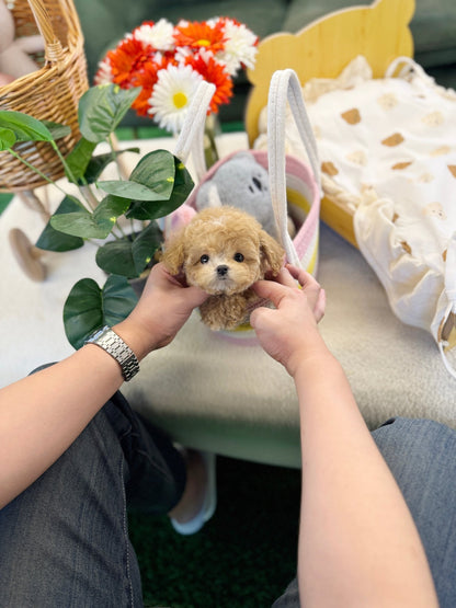 Maltipoo - Tonton(Female) - Beautiful puppy teacup puppy with adorable features available for adoption from Velydog