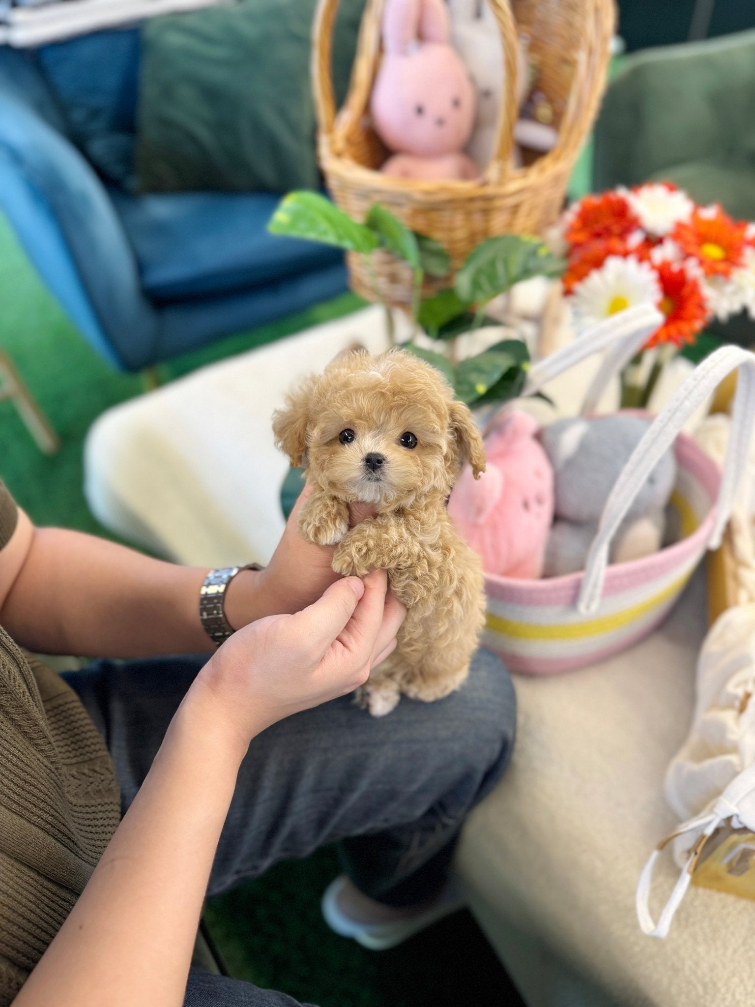 Maltipoo - Tonton(Female) - Beautiful puppy teacup puppy with adorable features available for adoption from Velydog