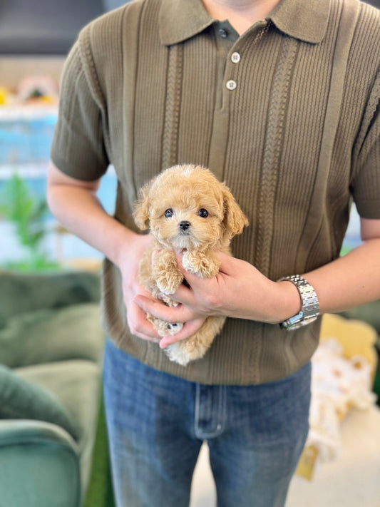Maltipoo - Tonton(Female) - Beautiful puppy teacup puppy with adorable features available for adoption from Velydog
