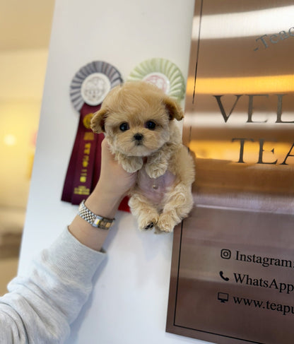 Maltipoo - Tony(Male) - Beautiful puppy teacup puppy with adorable features available for adoption from Velydog