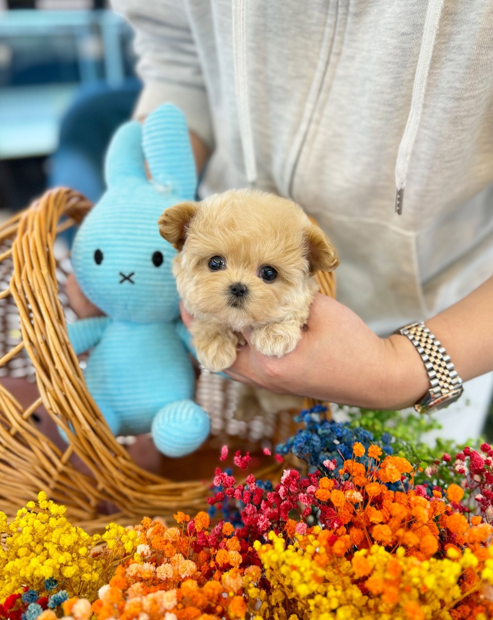 Maltipoo - Tony(Male) - Beautiful puppy teacup puppy with adorable features available for adoption from Velydog