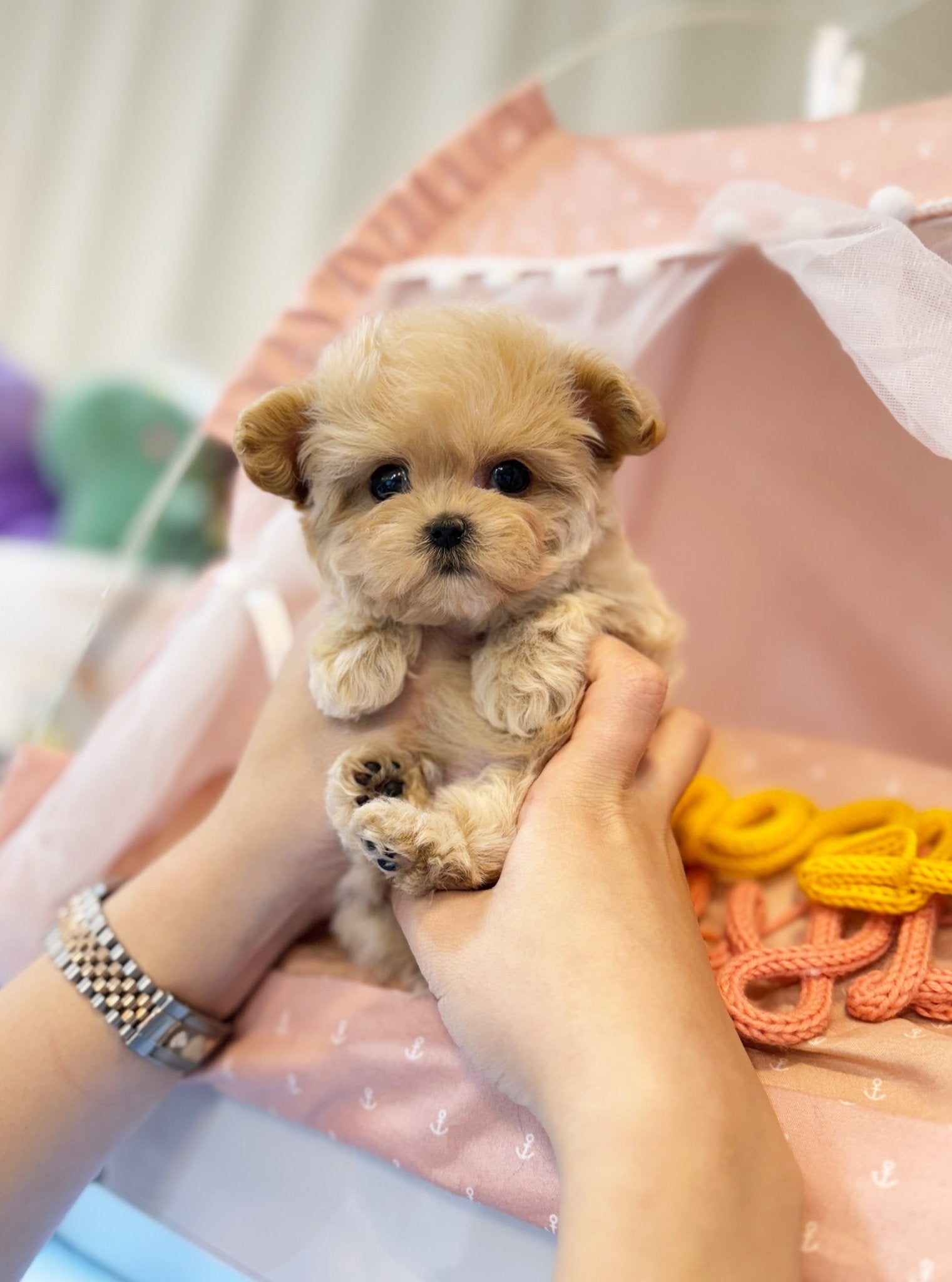 Maltipoo - Tony(Male) - Beautiful puppy teacup puppy with adorable features available for adoption from Velydog