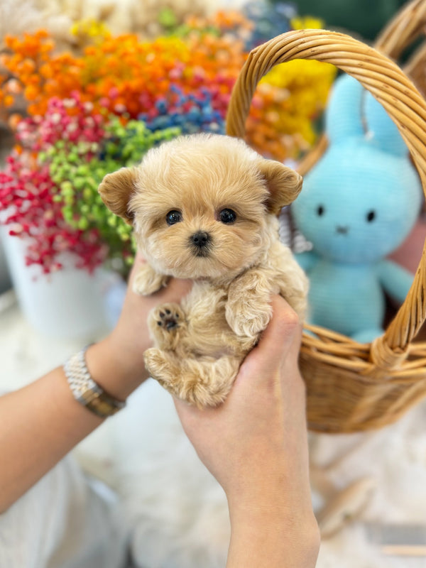 Maltipoo - Tony(Male) - Beautiful puppy teacup puppy with adorable features available for adoption from Velydog