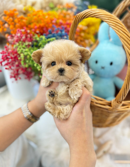 Maltipoo - Tony(Male) - Beautiful puppy teacup puppy with adorable features available for adoption from Velydog