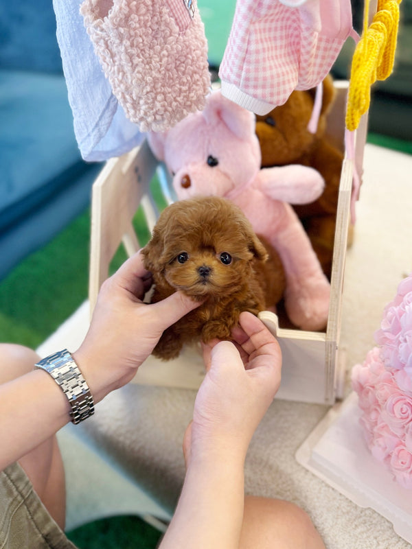 Maltipoo - Tororo(Female) - Beautiful puppy teacup puppy with adorable features available for adoption from Velydog