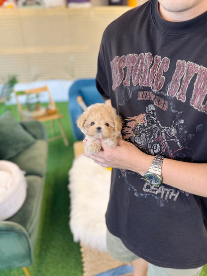 Maltipoo - Toxy(Female) - Beautiful puppy teacup puppy with adorable features available for adoption from Velydog