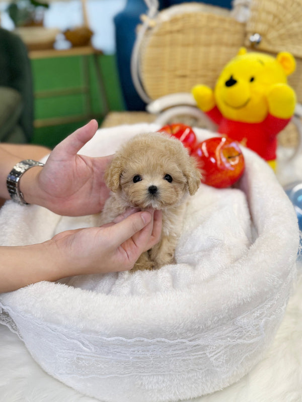 Maltipoo - Toxy(Female) - Beautiful puppy teacup puppy with adorable features available for adoption from Velydog