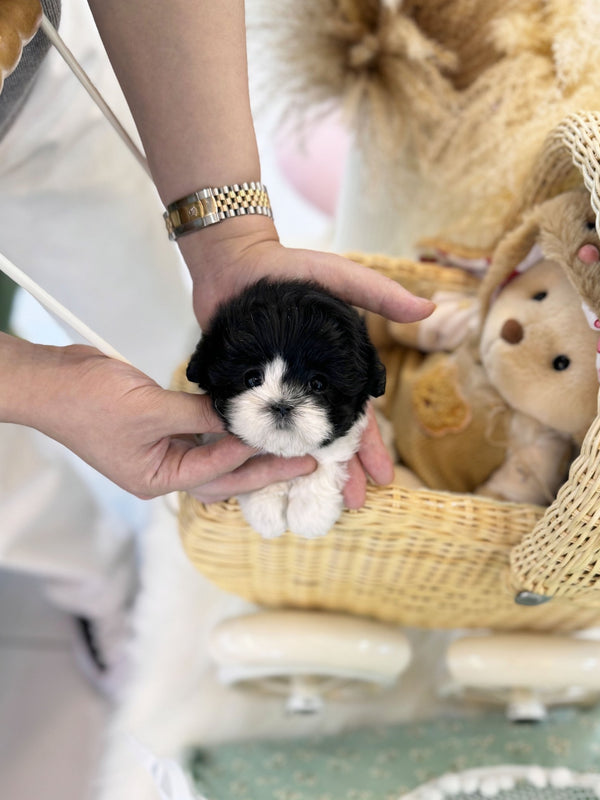 Maltipoo - Truffle(Female) - Beautiful puppy teacup puppy with adorable features available for adoption from Velydog