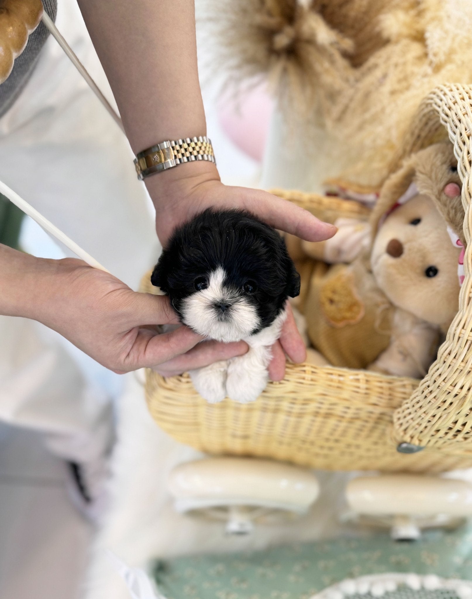 Maltipoo - Truffle(Female) - Beautiful puppy teacup puppy with adorable features available for adoption from Velydog