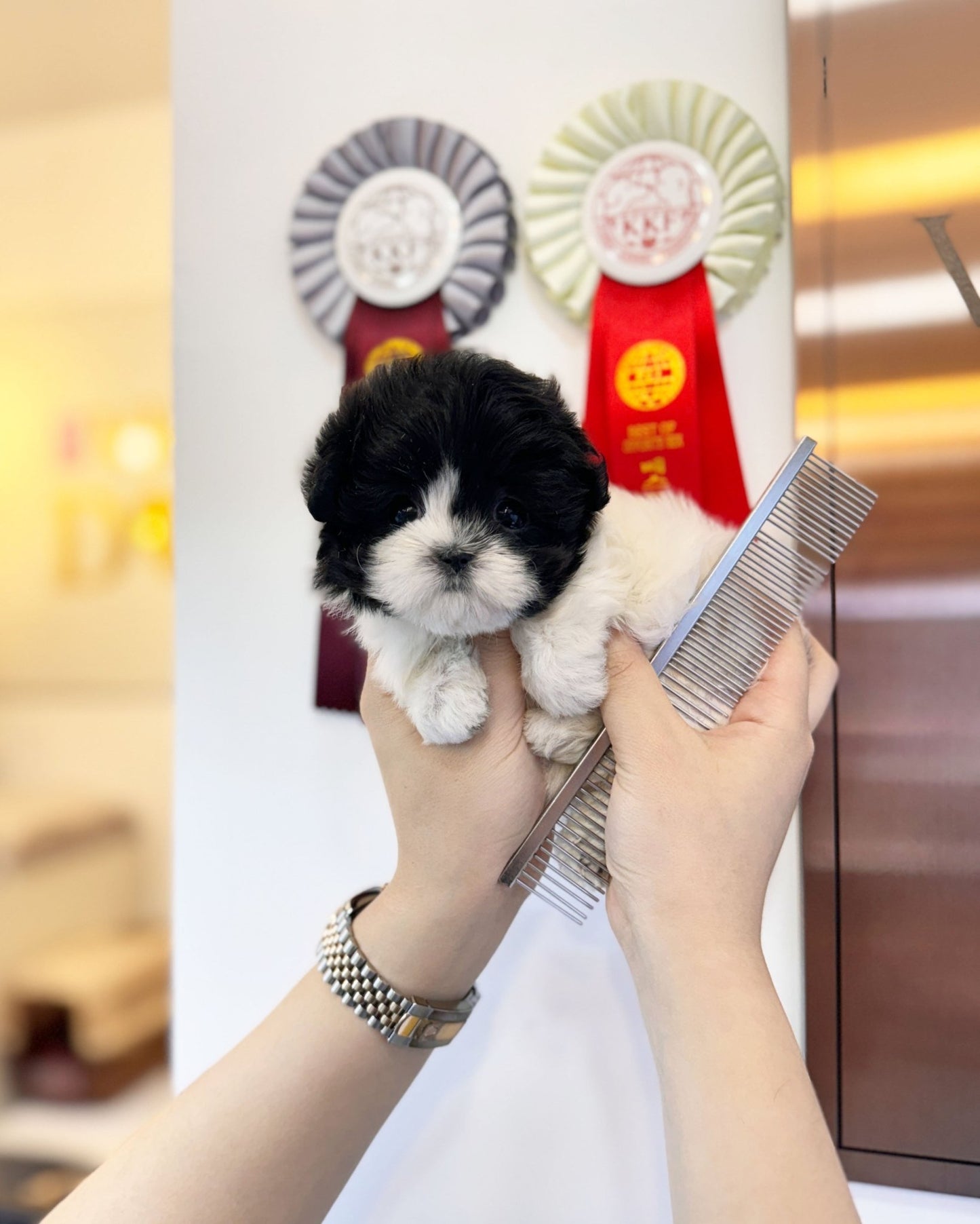 Maltipoo - Truffle(Female) - Beautiful puppy teacup puppy with adorable features available for adoption from Velydog