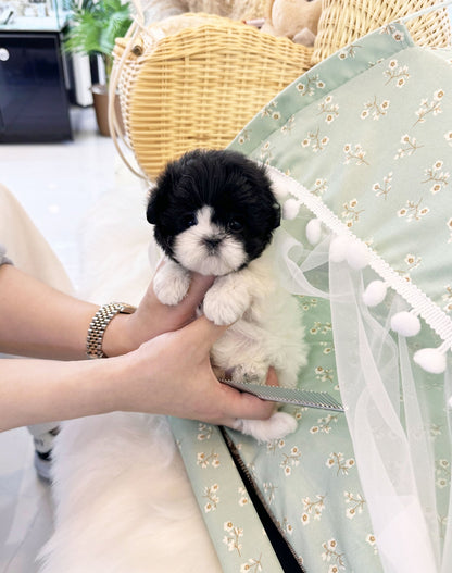 Maltipoo - Truffle(Female) - Beautiful puppy teacup puppy with adorable features available for adoption from Velydog