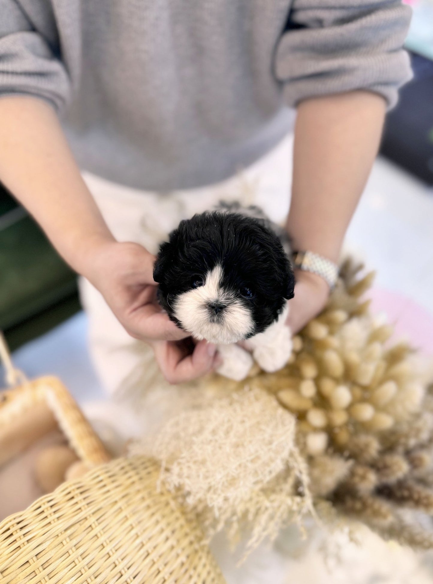 Maltipoo - Truffle(Female) - Beautiful puppy teacup puppy with adorable features available for adoption from Velydog