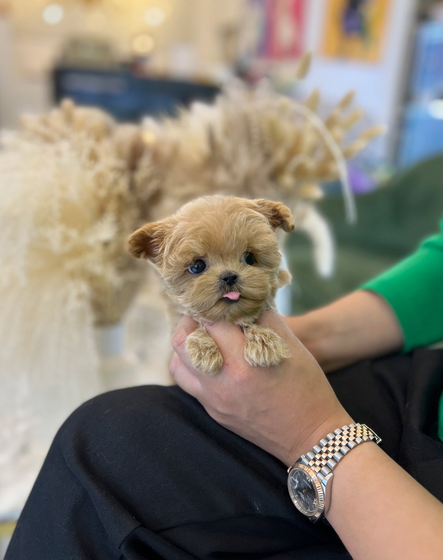 Maltipoo - Ttimo(Male) - Beautiful puppy teacup puppy with adorable features available for adoption from Velydog