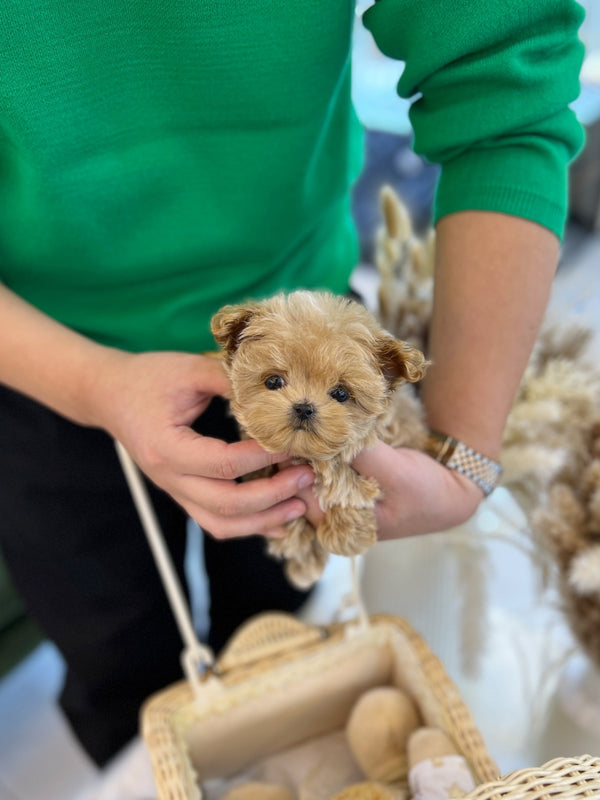 Maltipoo - Ttimo(Male) - Beautiful puppy teacup puppy with adorable features available for adoption from Velydog
