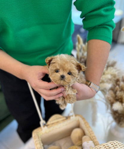 Maltipoo - Ttimo(Male) - Beautiful puppy teacup puppy with adorable features available for adoption from Velydog