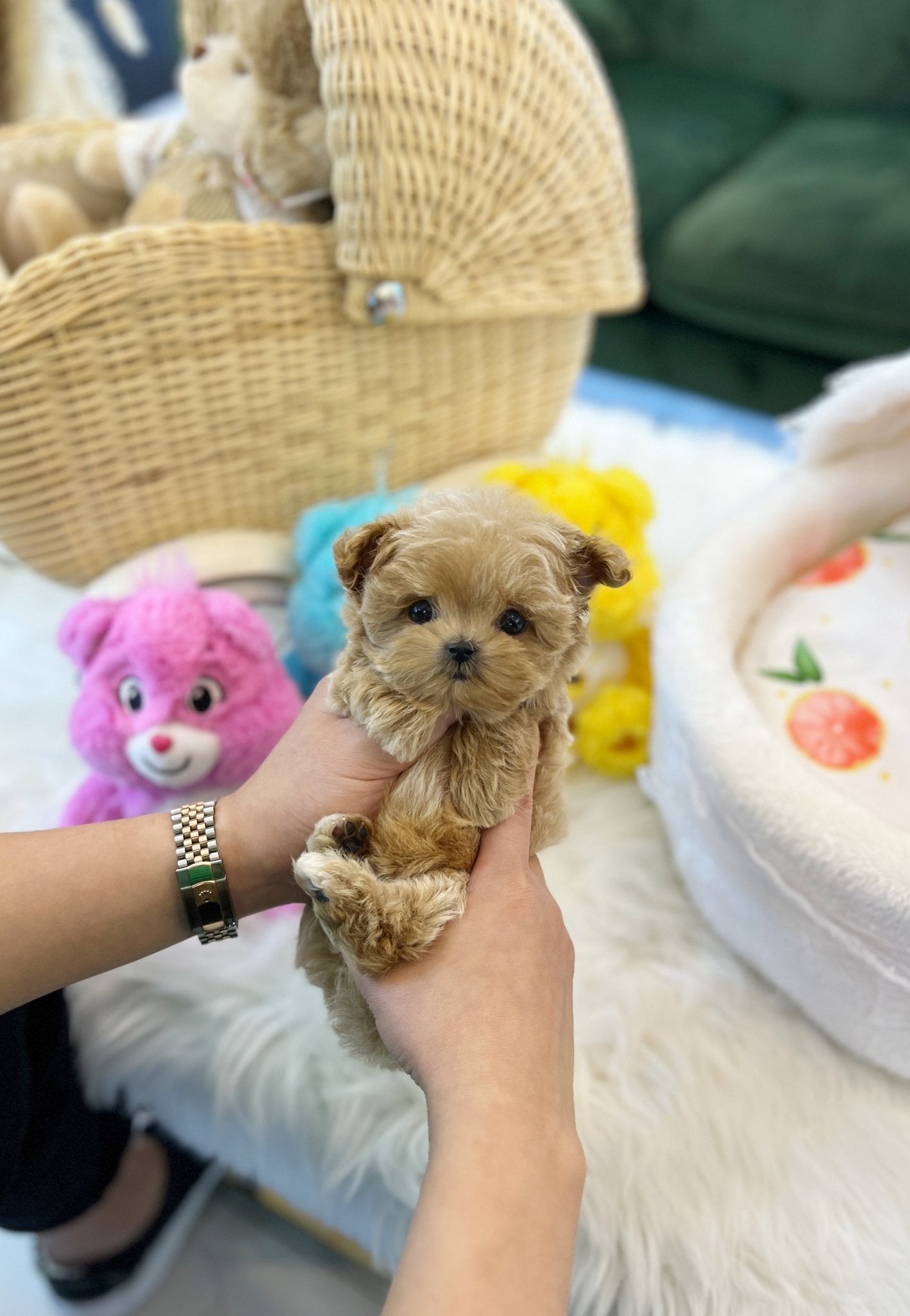 Maltipoo - Ttimo(Male) - Beautiful puppy teacup puppy with adorable features available for adoption from Velydog