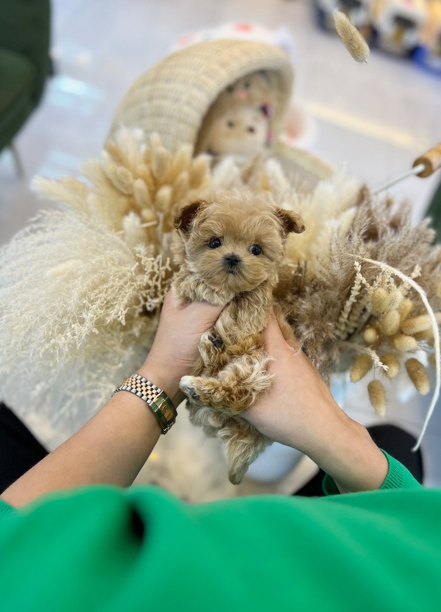 Maltipoo - Ttimo(Male) - Beautiful puppy teacup puppy with adorable features available for adoption from Velydog