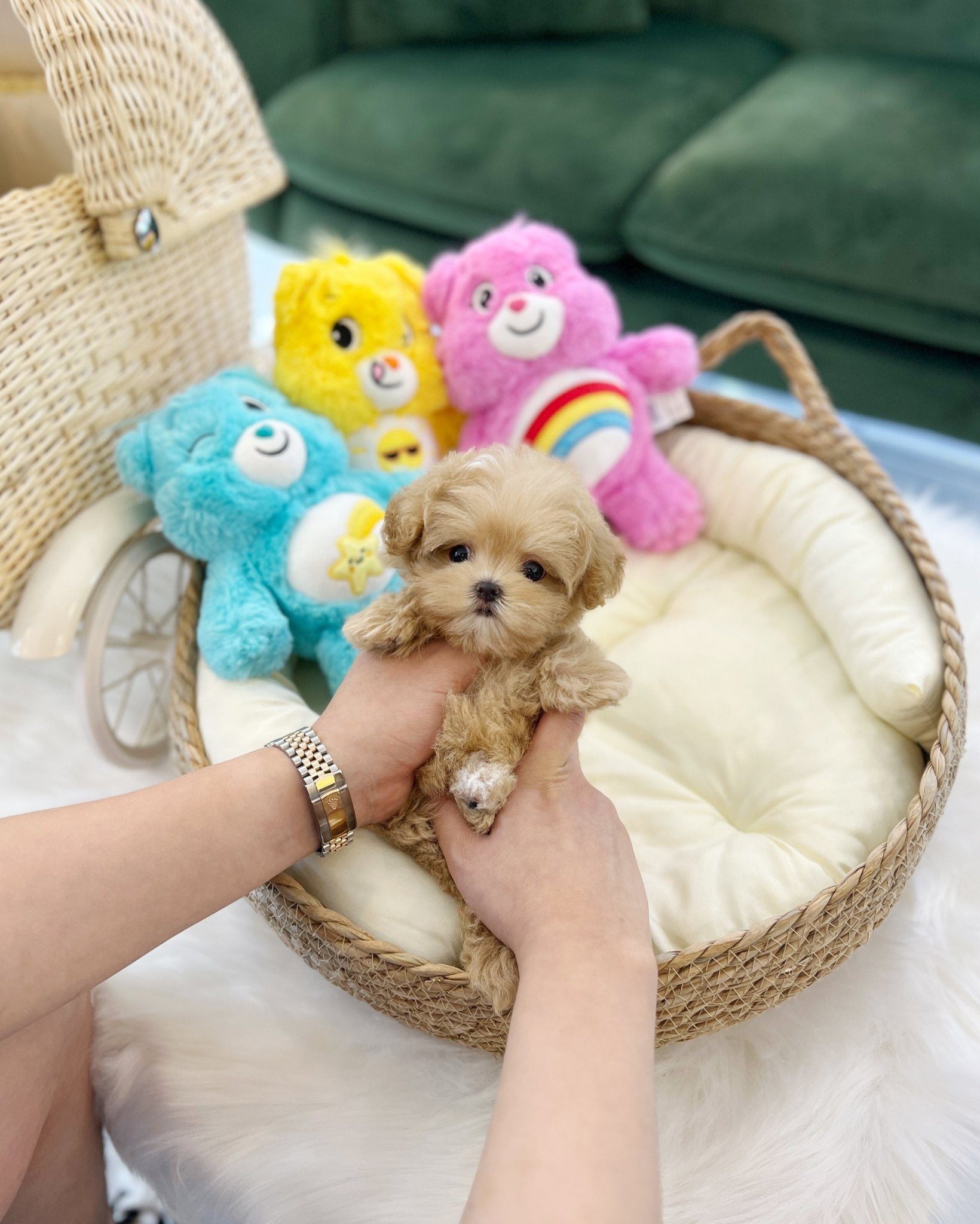 Maltipoo - Twinkies(Female) - Beautiful puppy teacup puppy with adorable features available for adoption from Velydog