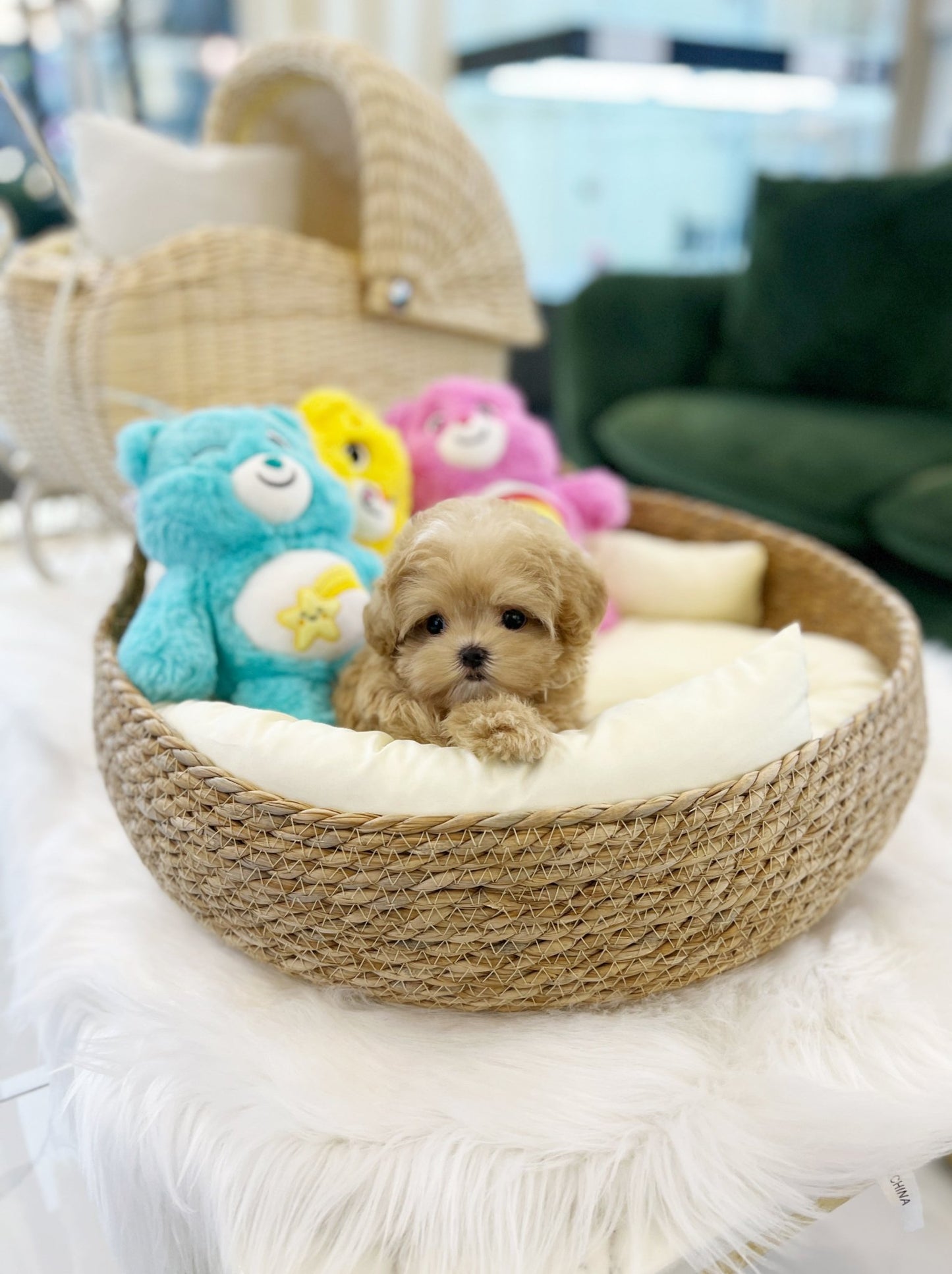 Maltipoo - Twinkies(Female) - Beautiful puppy teacup puppy with adorable features available for adoption from Velydog