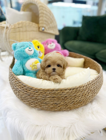 Maltipoo - Twinkies(Female) - Beautiful puppy teacup puppy with adorable features available for adoption from Velydog