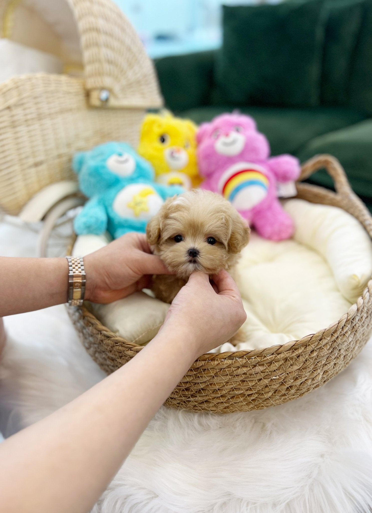 Maltipoo - Twinkies(Female) - Beautiful puppy teacup puppy with adorable features available for adoption from Velydog