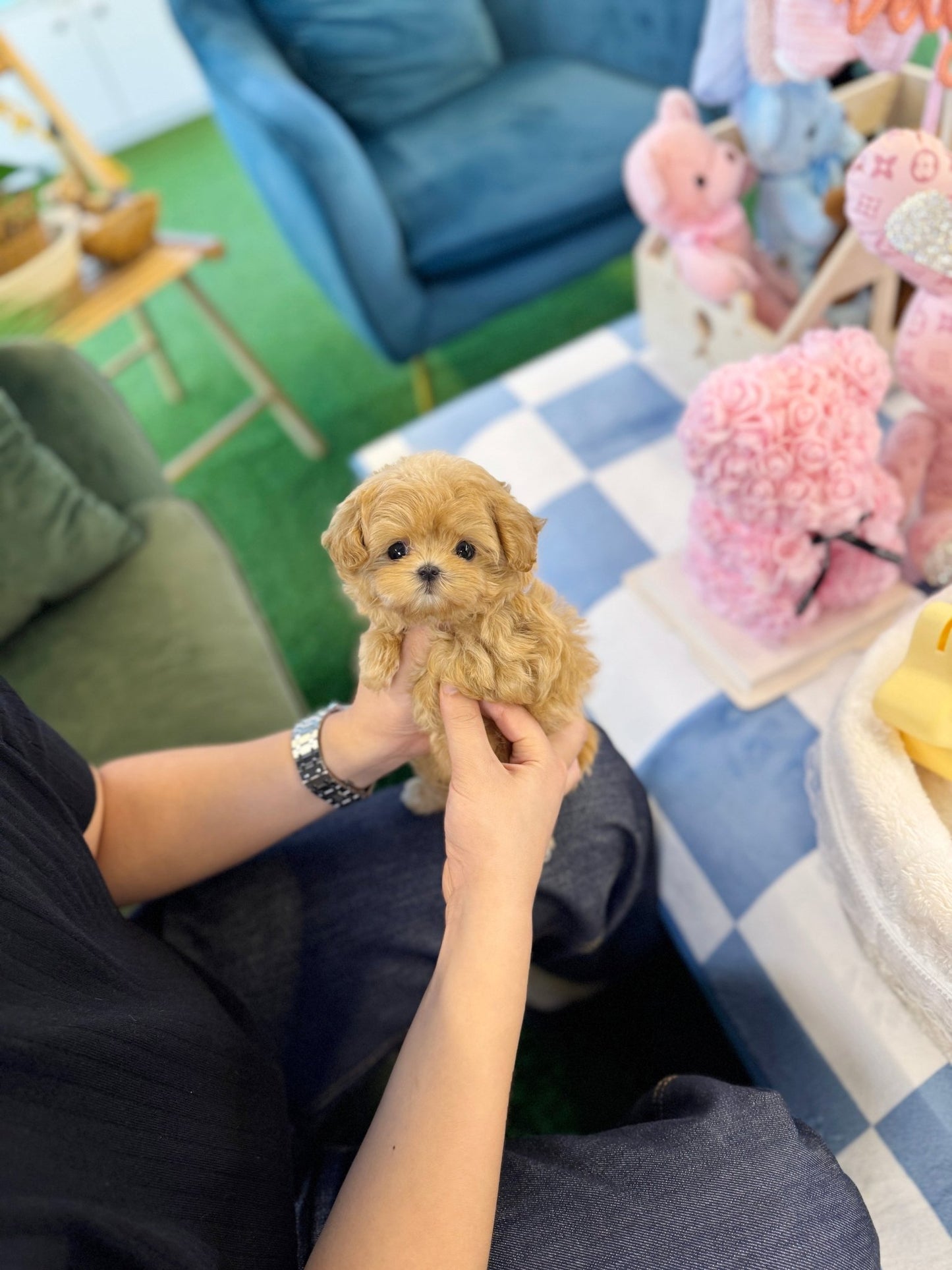 Maltipoo - Twinkle(Female) - Beautiful puppy teacup puppy with adorable features available for adoption from Velydog