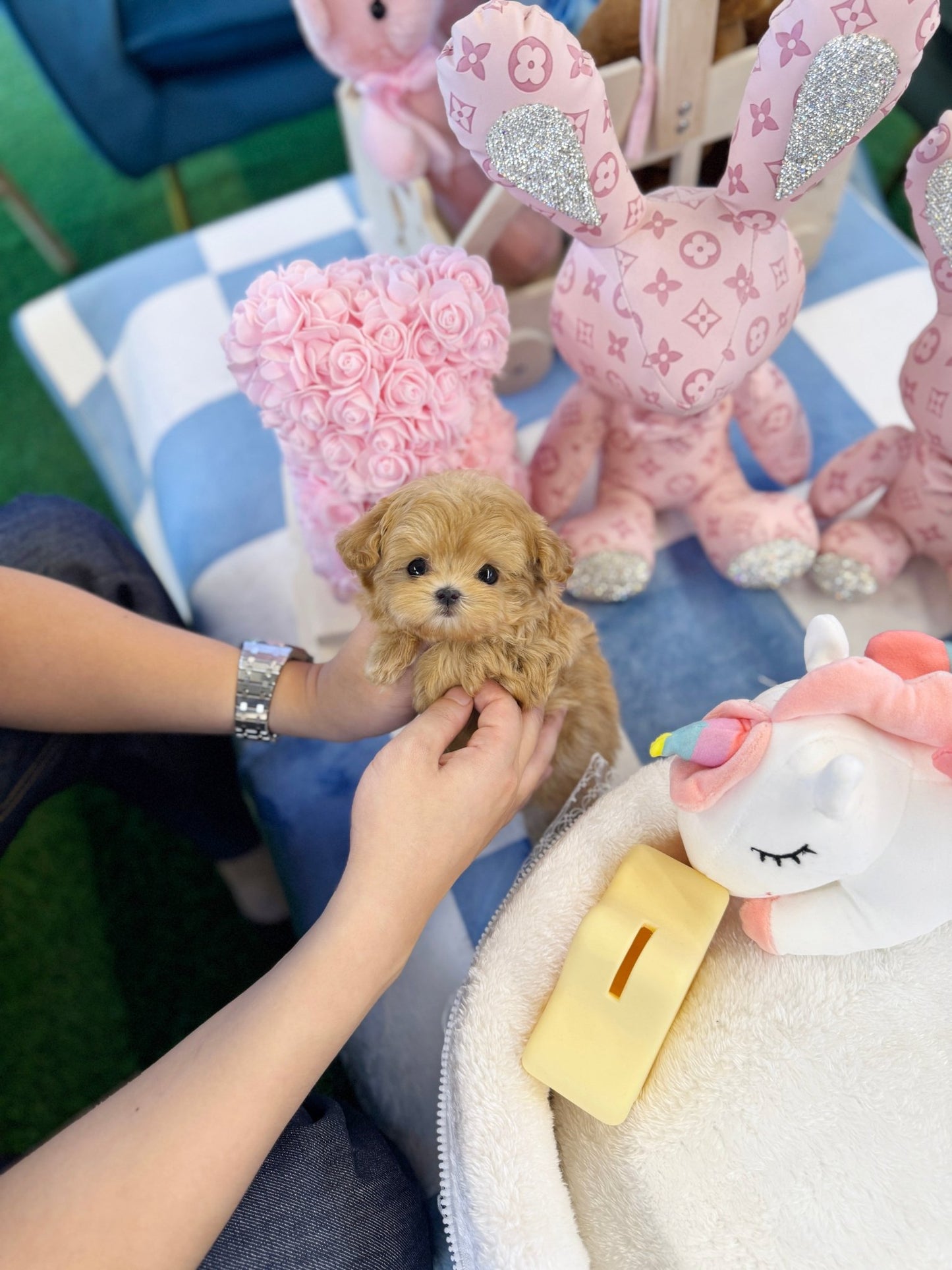 Maltipoo - Twinkle(Female) - Beautiful puppy teacup puppy with adorable features available for adoption from Velydog