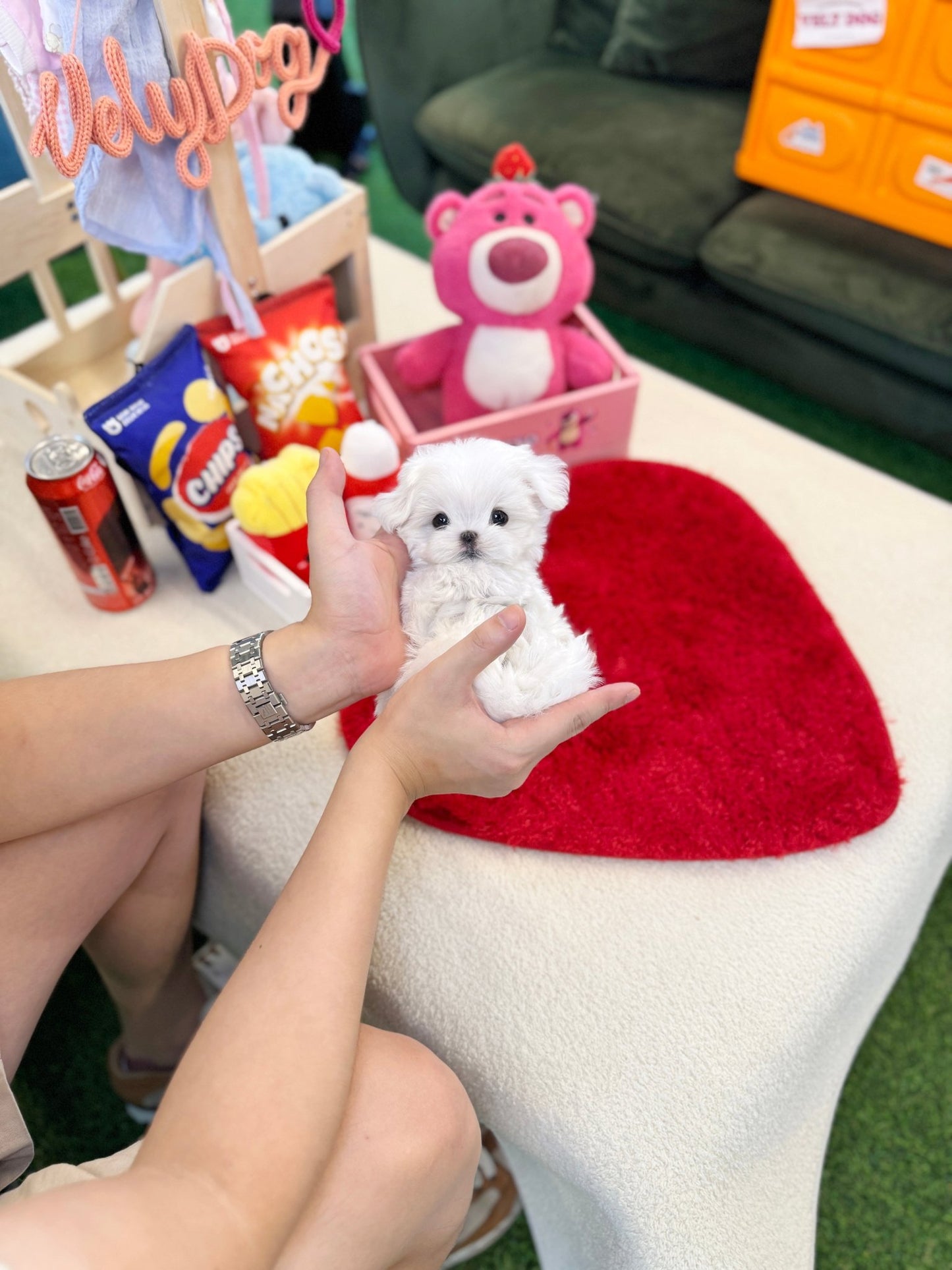 Maltipoo - Twity(Male) - Beautiful puppy teacup puppy with adorable features available for adoption from Velydog