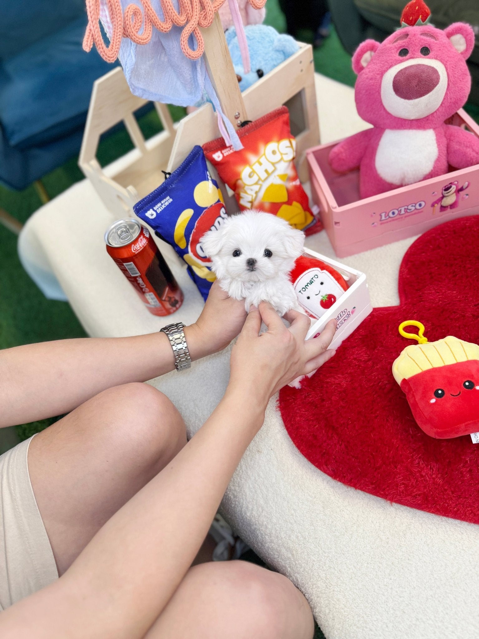 Maltipoo - Twity(Male) - Beautiful puppy teacup puppy with adorable features available for adoption from Velydog