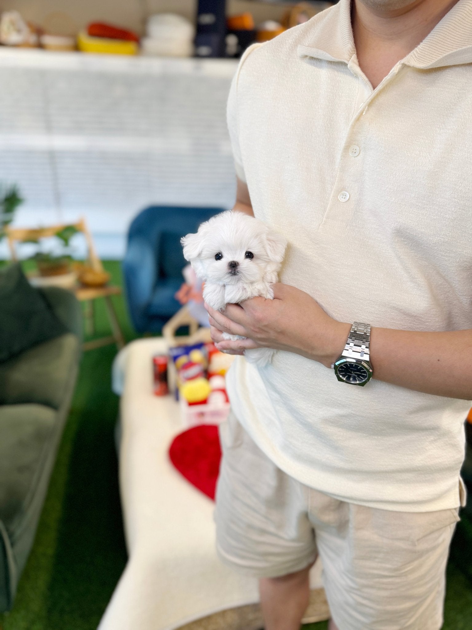 Maltipoo - Twity(Male) - Beautiful puppy teacup puppy with adorable features available for adoption from Velydog