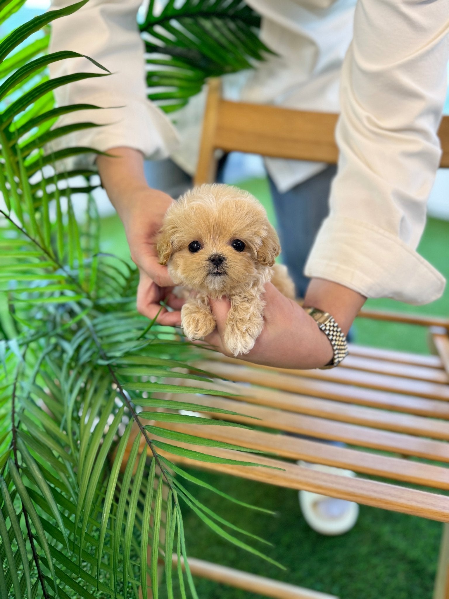 Maltipoo - Uni(Female) - Beautiful puppy teacup puppy with adorable features available for adoption from Velydog