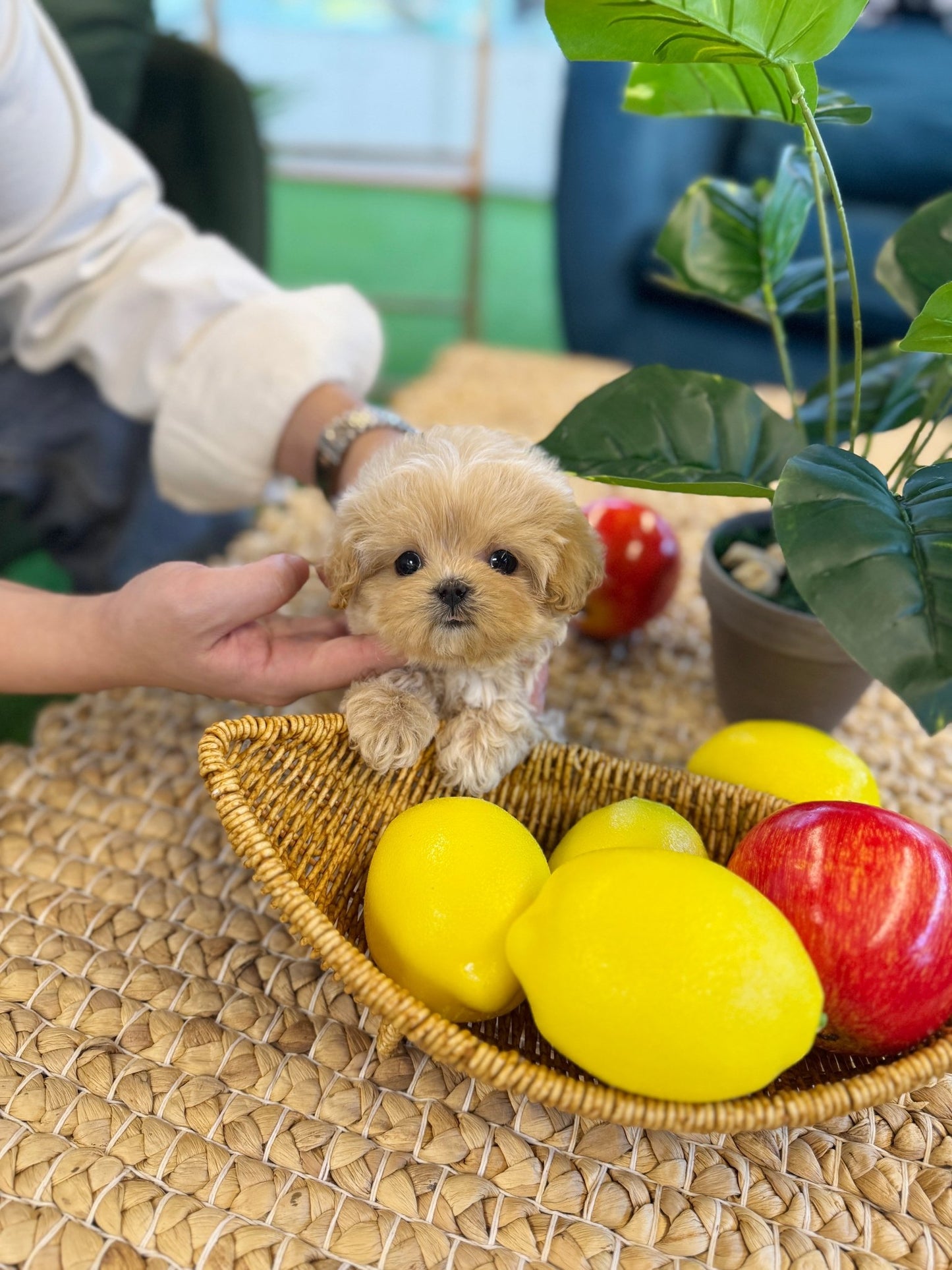 Maltipoo - Uni(Female) - Beautiful puppy teacup puppy with adorable features available for adoption from Velydog