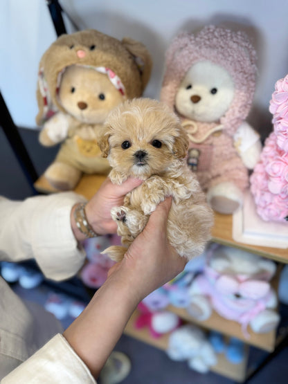 Maltipoo - Uni(Female) - Beautiful puppy teacup puppy with adorable features available for adoption from Velydog