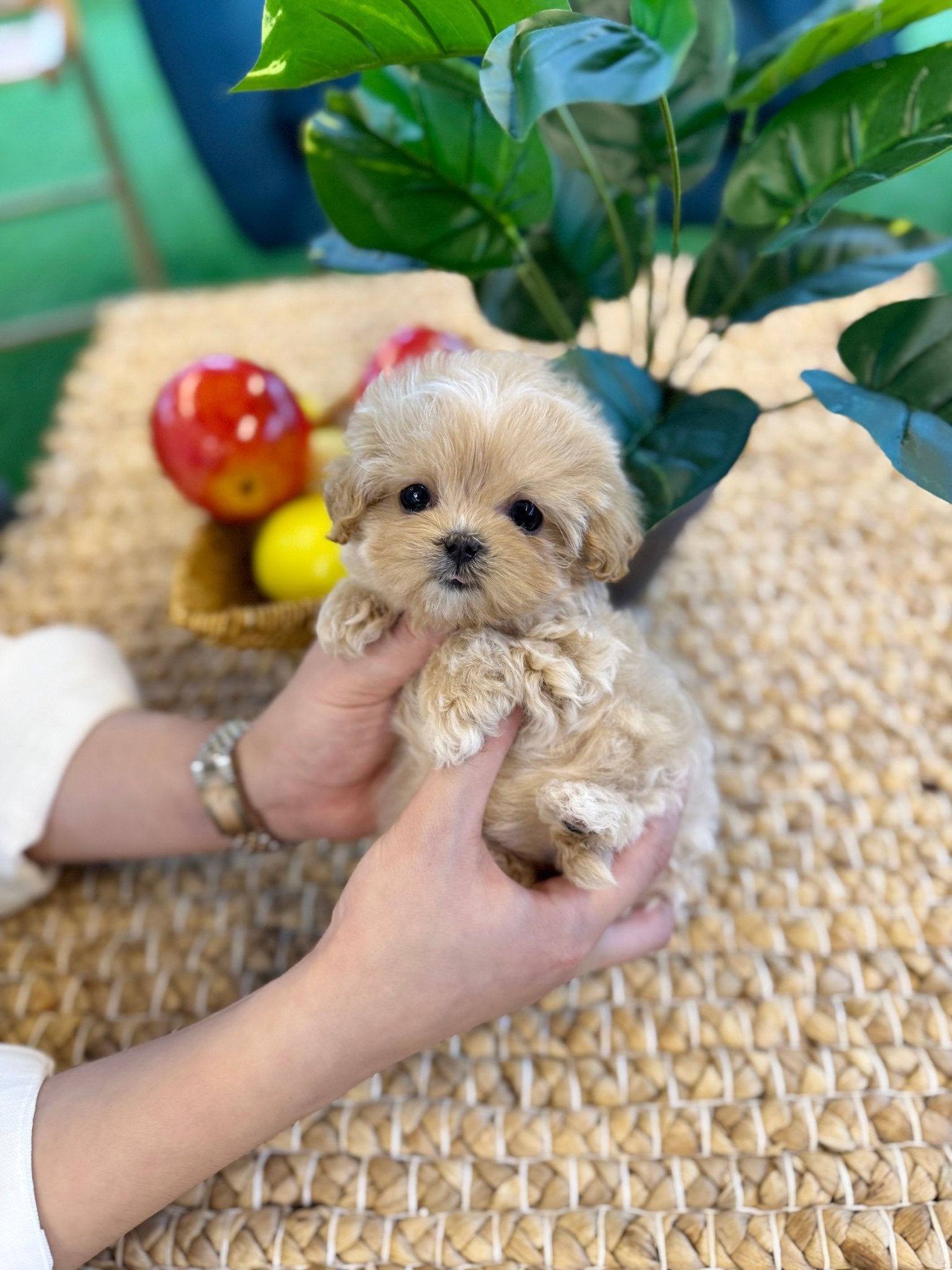 Maltipoo - Uni(Female) - Beautiful puppy teacup puppy with adorable features available for adoption from Velydog