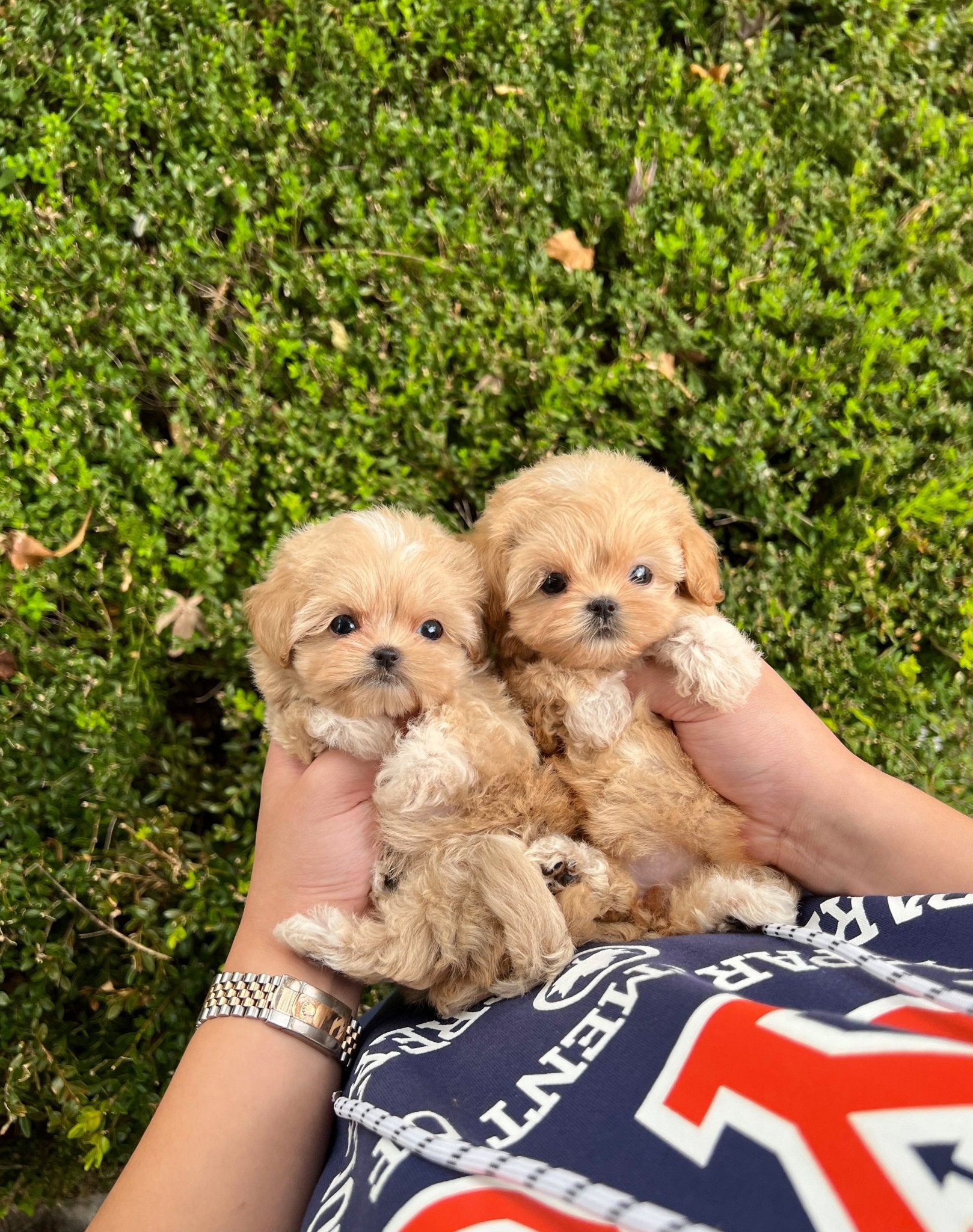 Maltipoo - Valen&Tino(Sisters) - Beautiful puppy teacup puppy with adorable features available for adoption from Velydog