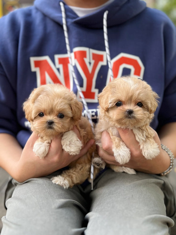 Maltipoo - Valen&Tino(Sisters) - Beautiful puppy teacup puppy with adorable features available for adoption from Velydog