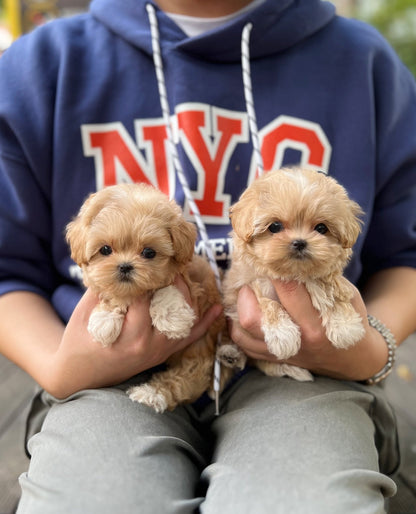 Maltipoo - Valen&Tino(Sisters) - Beautiful puppy teacup puppy with adorable features available for adoption from Velydog