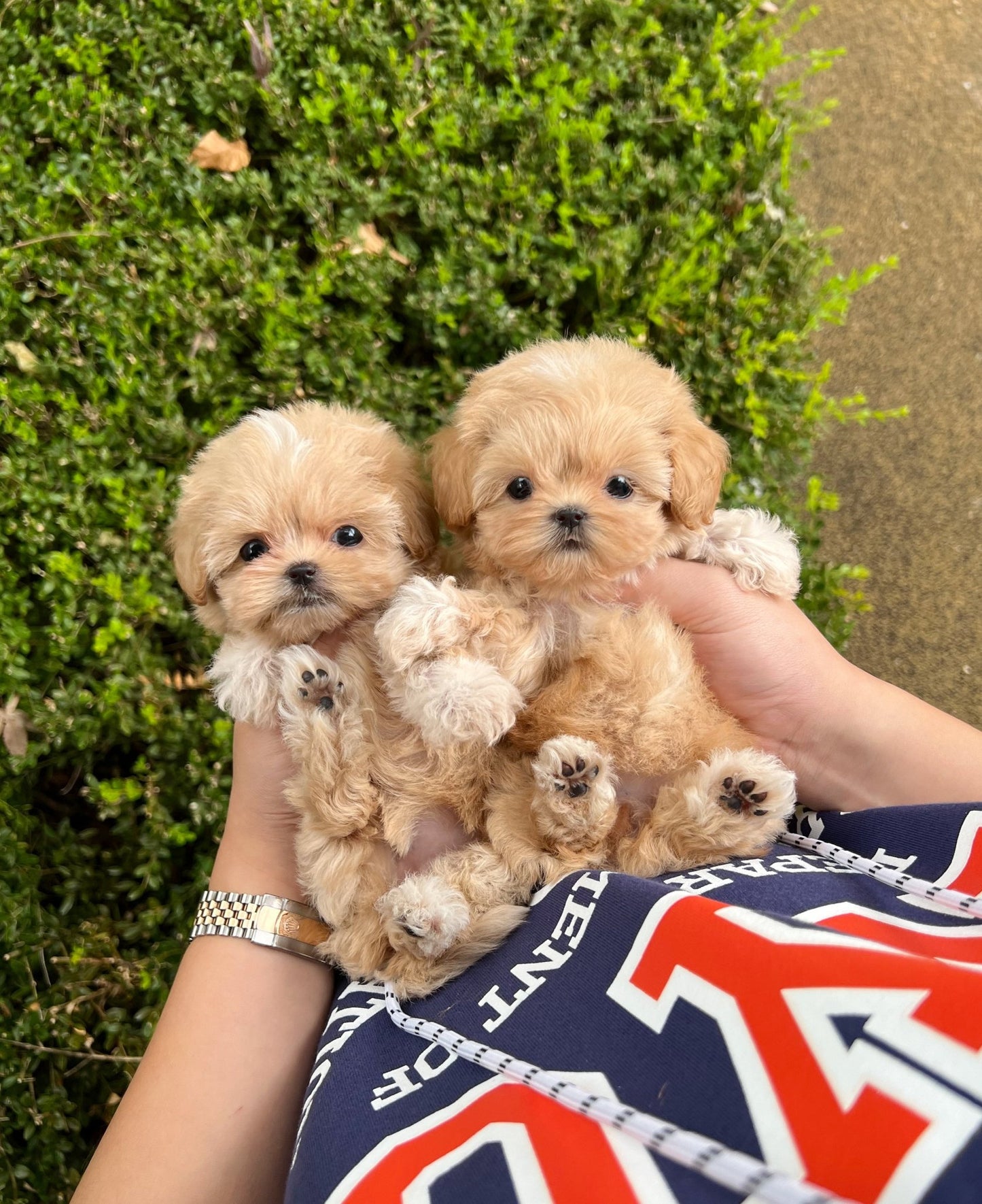 Maltipoo - Valen&Tino(Sisters) - Beautiful puppy teacup puppy with adorable features available for adoption from Velydog