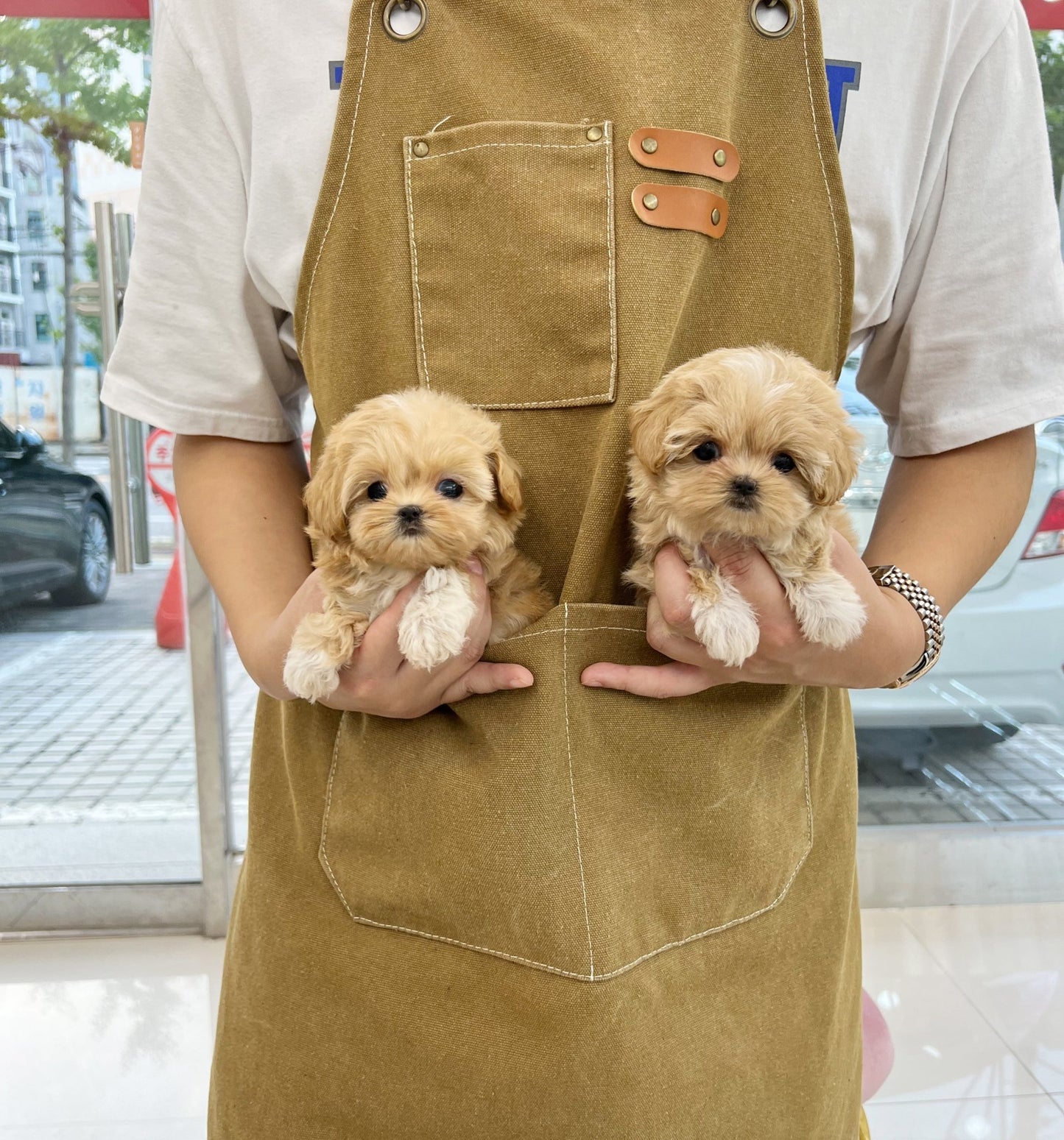 Maltipoo - Valen&Tino(Sisters) - Beautiful puppy teacup puppy with adorable features available for adoption from Velydog