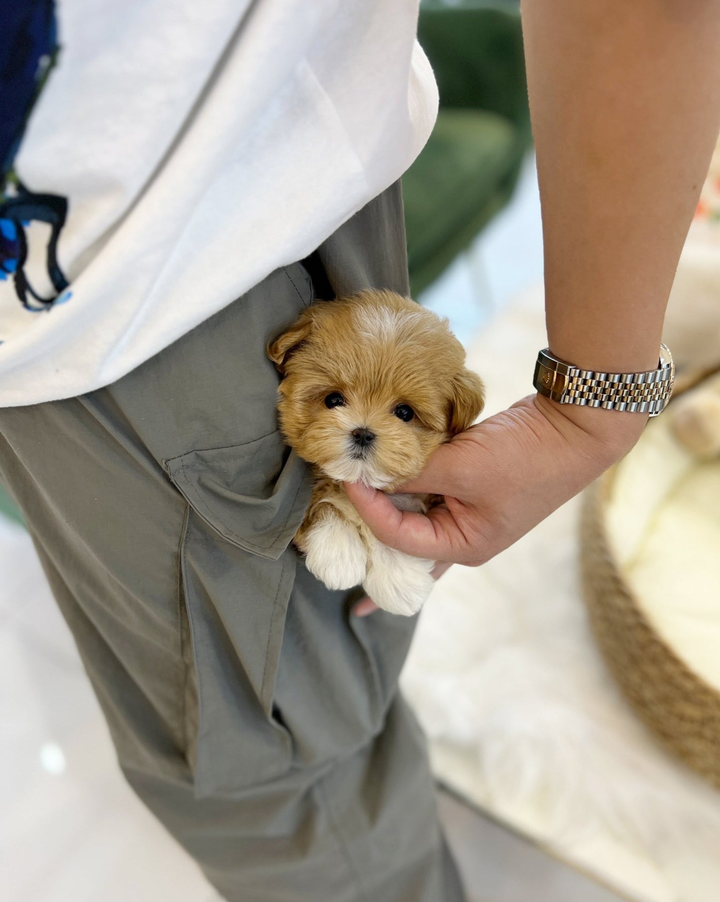 Maltipoo - Vanilla(Female) - Beautiful puppy teacup puppy with adorable features available for adoption from Velydog