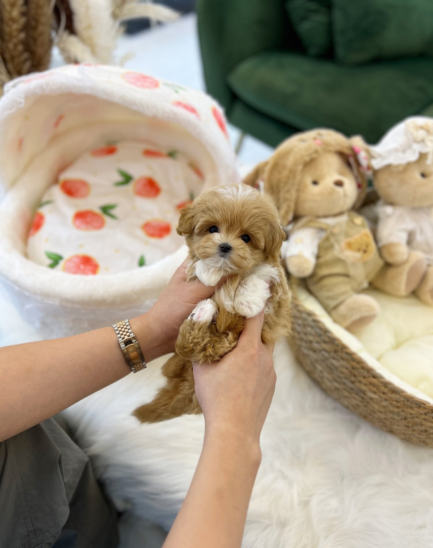 Maltipoo - Vanilla(Female) - Beautiful puppy teacup puppy with adorable features available for adoption from Velydog