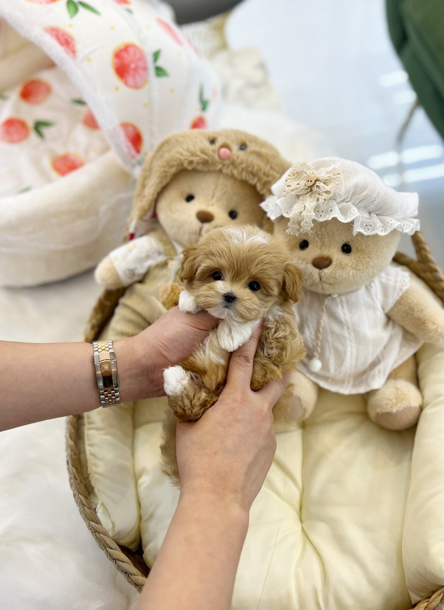 Maltipoo - Vanilla(Female) - Beautiful puppy teacup puppy with adorable features available for adoption from Velydog