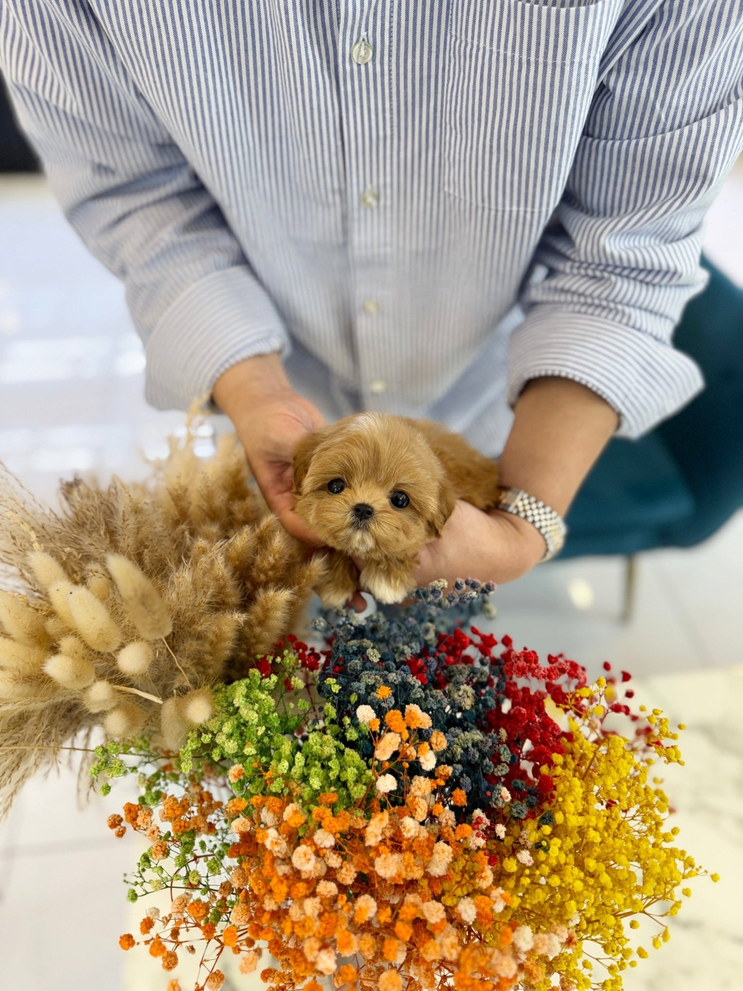 Maltipoo - Vega(Male) - Beautiful puppy teacup puppy with adorable features available for adoption from Velydog