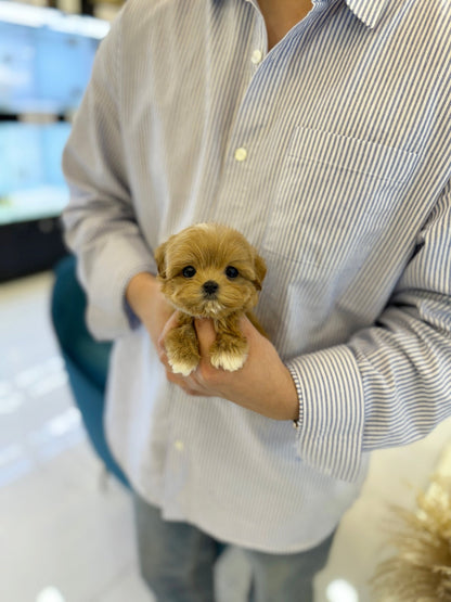 Maltipoo - Vega(Male) - Beautiful puppy teacup puppy with adorable features available for adoption from Velydog